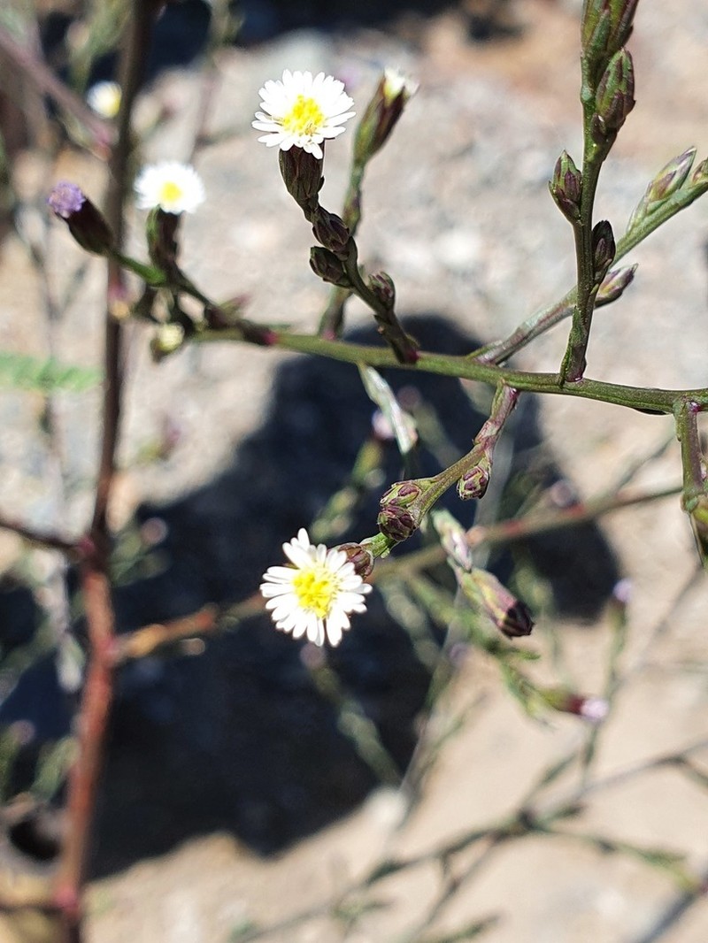 Eastern Annual Saltmarsh Aster photo 7