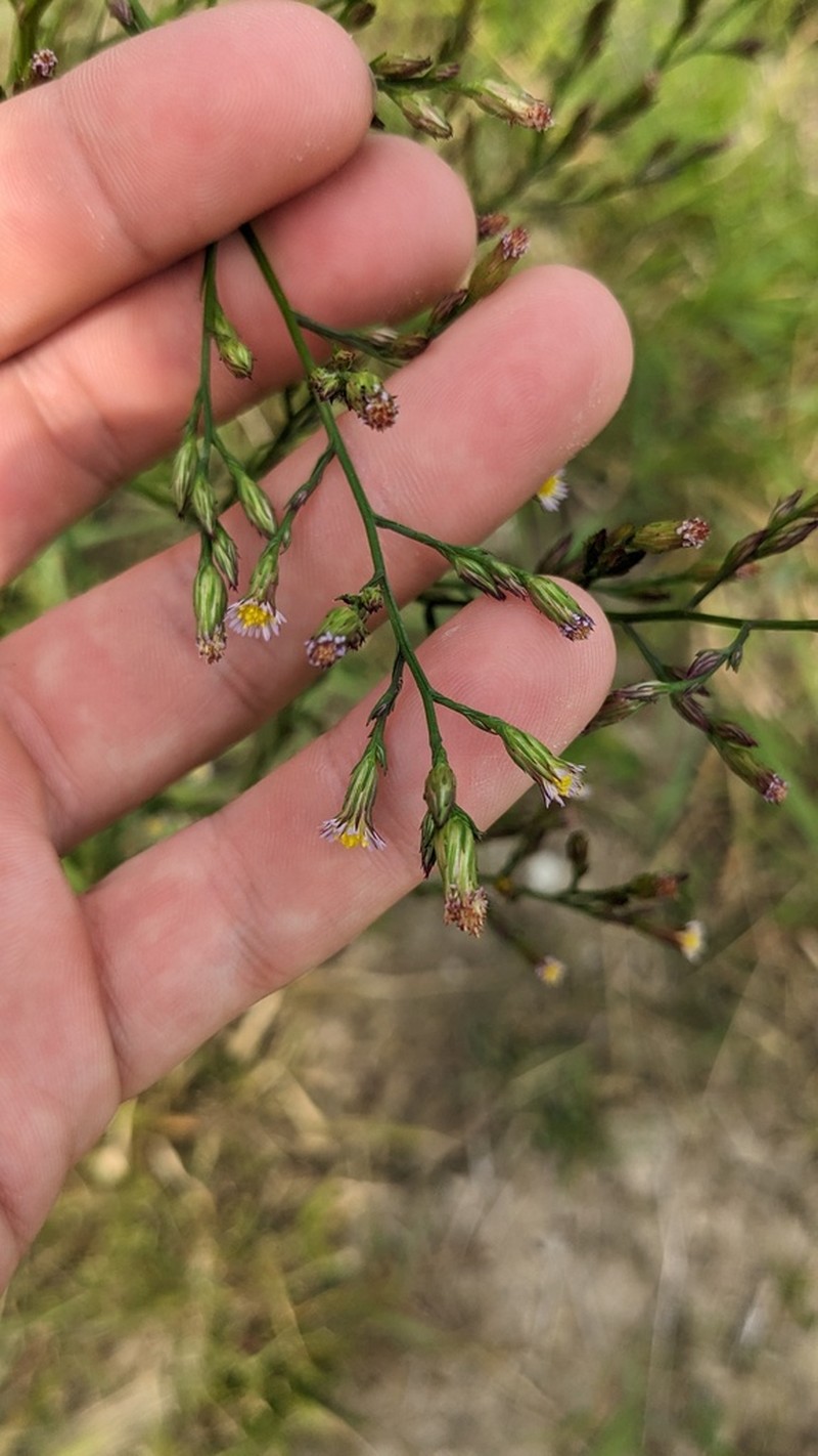 Eastern Annual Saltmarsh Aster photo 8