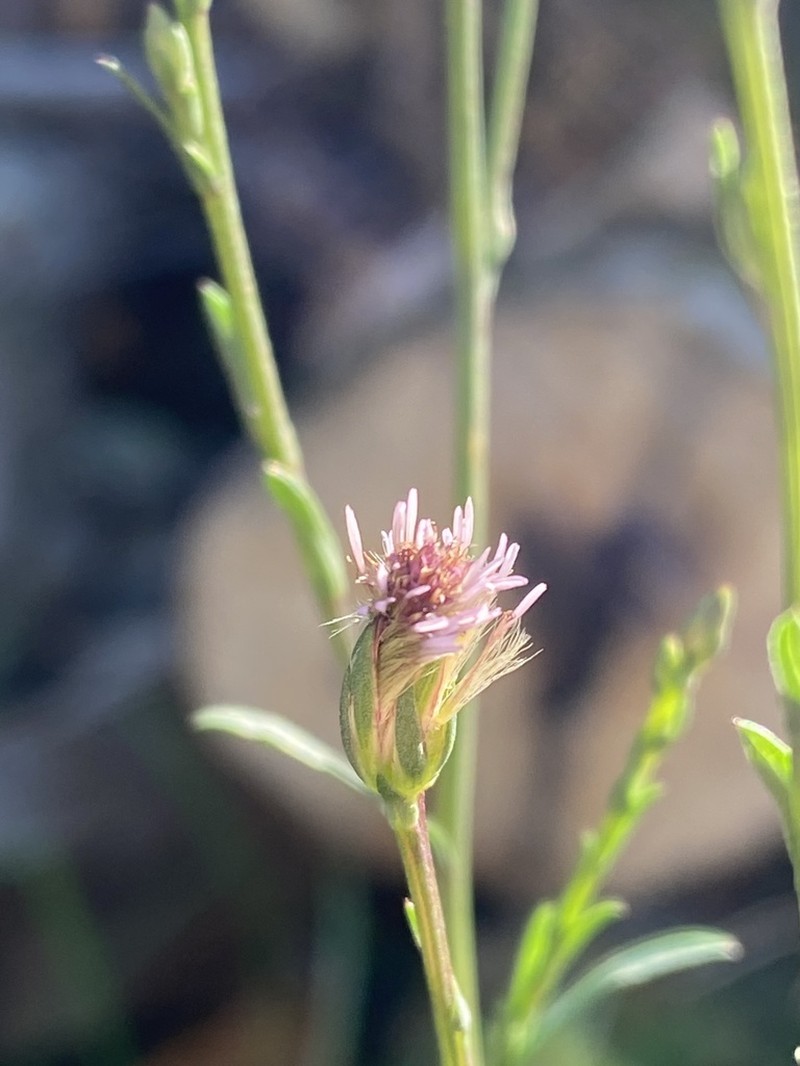 Eastern Annual Saltmarsh Aster photo 9