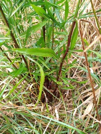 Eastern Annual Saltmarsh Aster