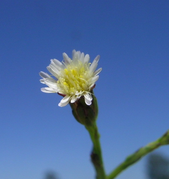 Eastern Annual Saltmarsh Aster