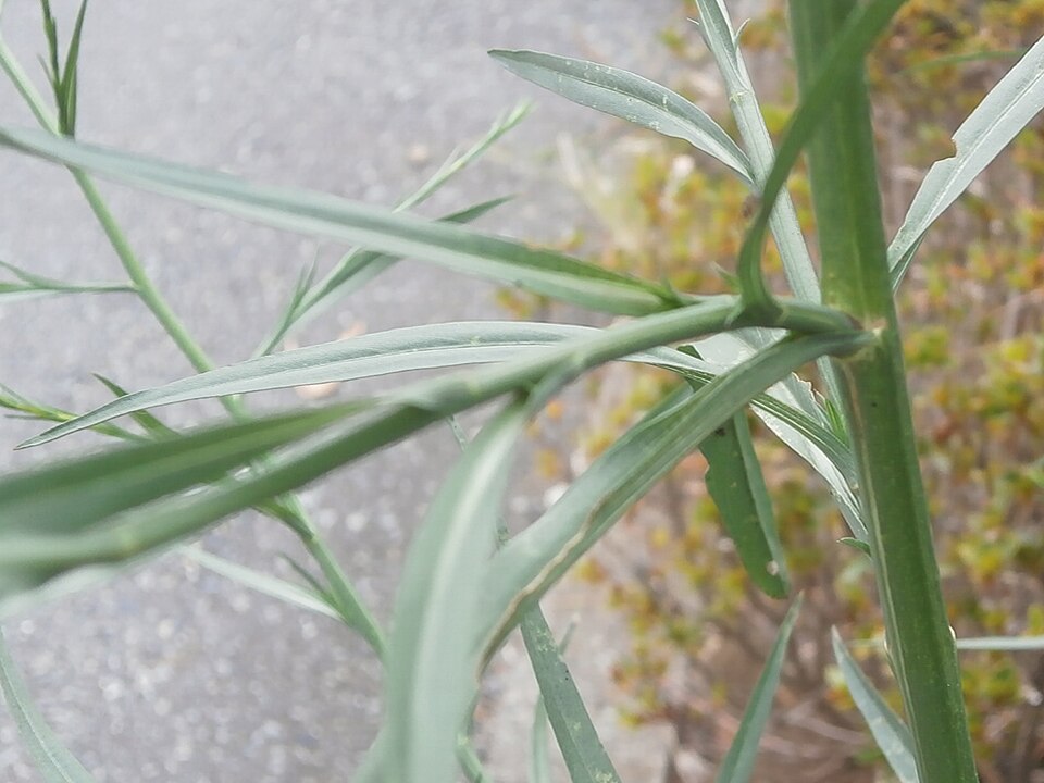 Eastern Annual Saltmarsh Aster photo 8