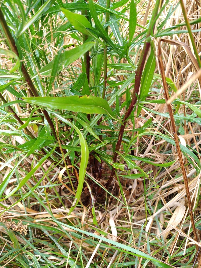 Eastern Annual Saltmarsh Aster photo 2