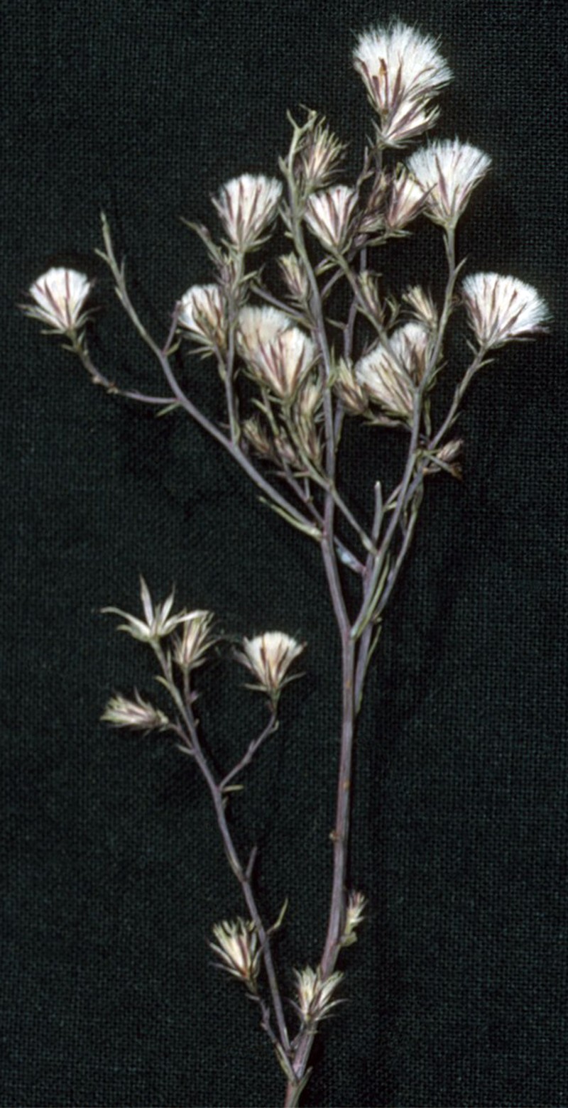 Eastern Annual Saltmarsh Aster photo 3