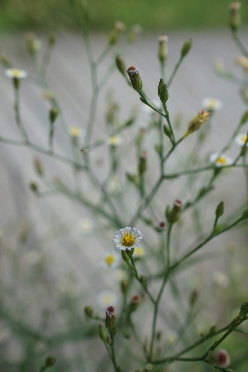 Eastern Annual Saltmarsh Aster photo 4