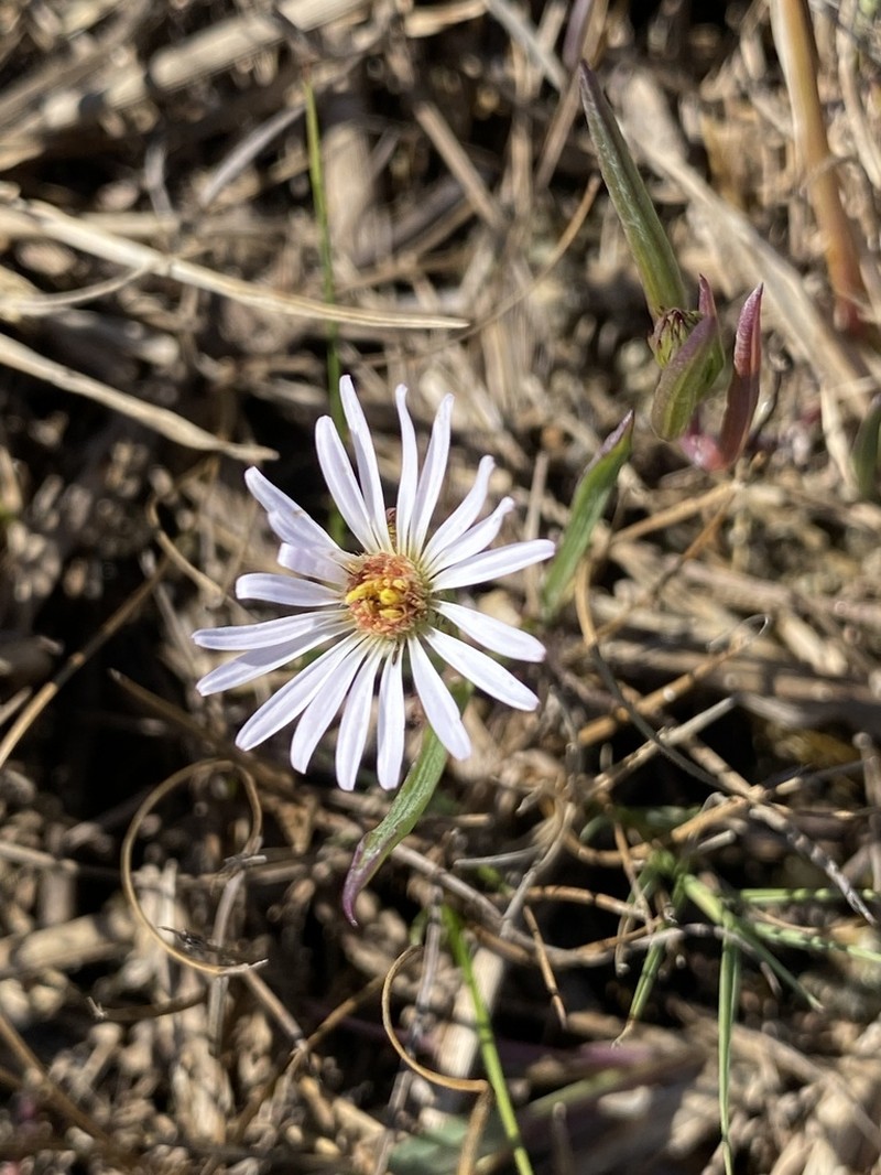 Perennial Saltmarsh Aster photo 4