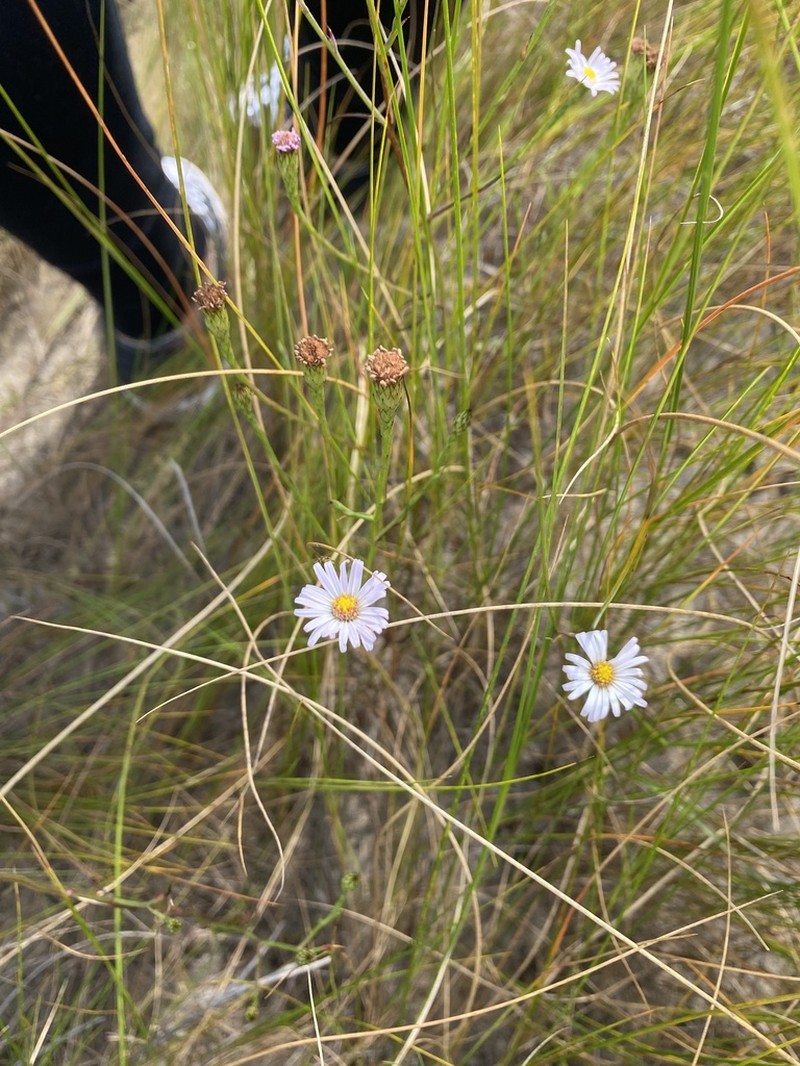 Perennial Saltmarsh Aster photo 5