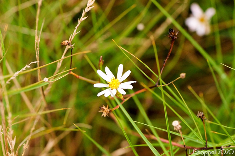 Perennial Saltmarsh Aster photo 6