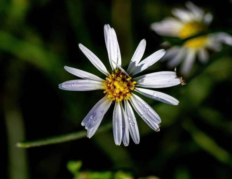 Perennial Saltmarsh Aster photo 7