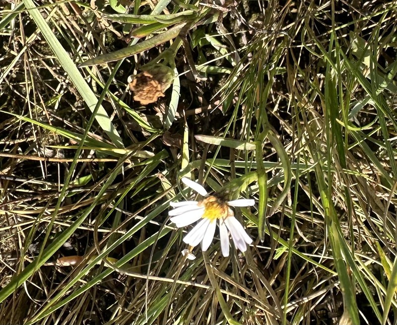 Perennial Saltmarsh Aster photo 8