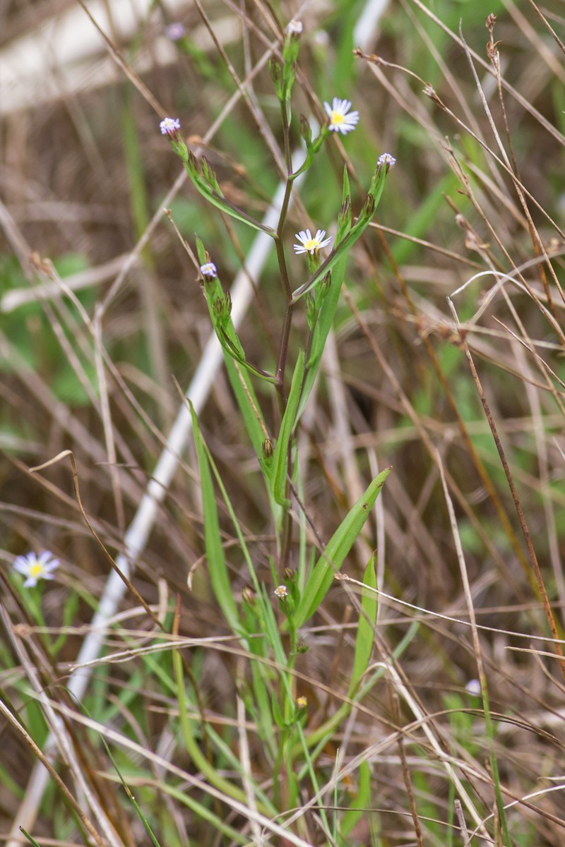 Perennial Saltmarsh Aster photo 2