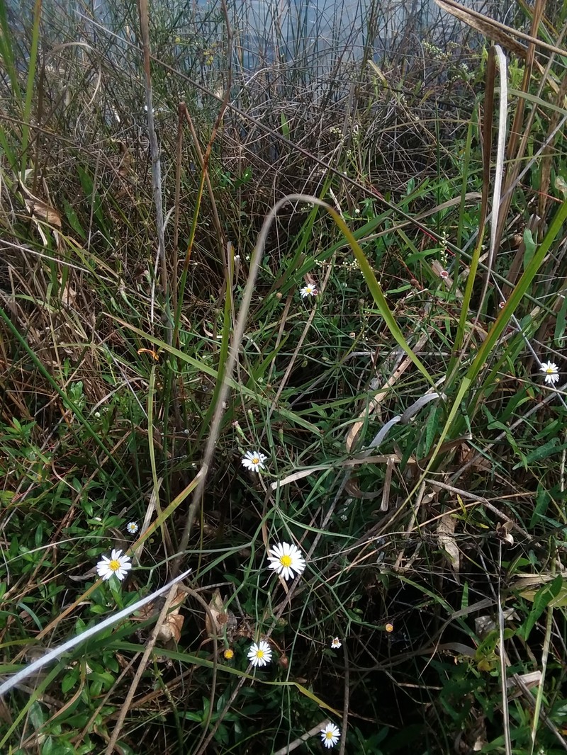 Perennial Saltmarsh Aster photo 3