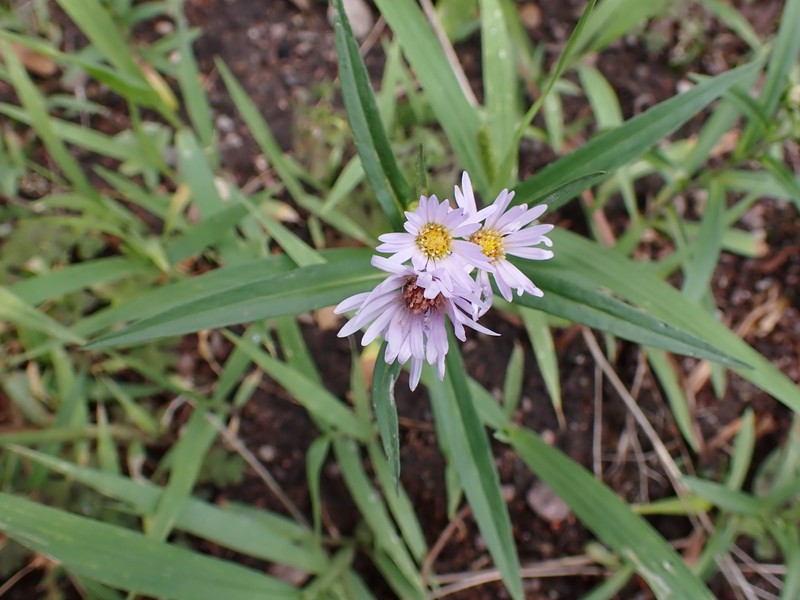 Perennial Saltmarsh Aster photo 4