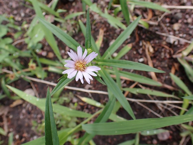 Perennial Saltmarsh Aster photo 5