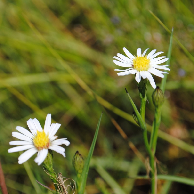 Perennial Saltmarsh Aster