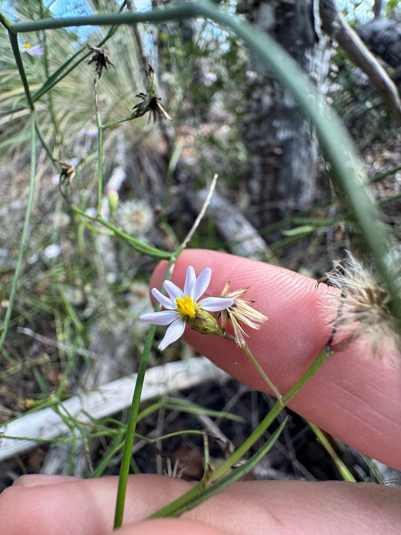 Brace's Aster