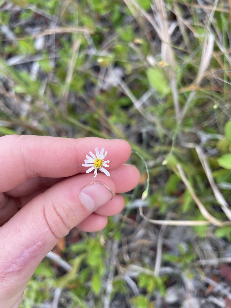 Brace's Aster photo 2