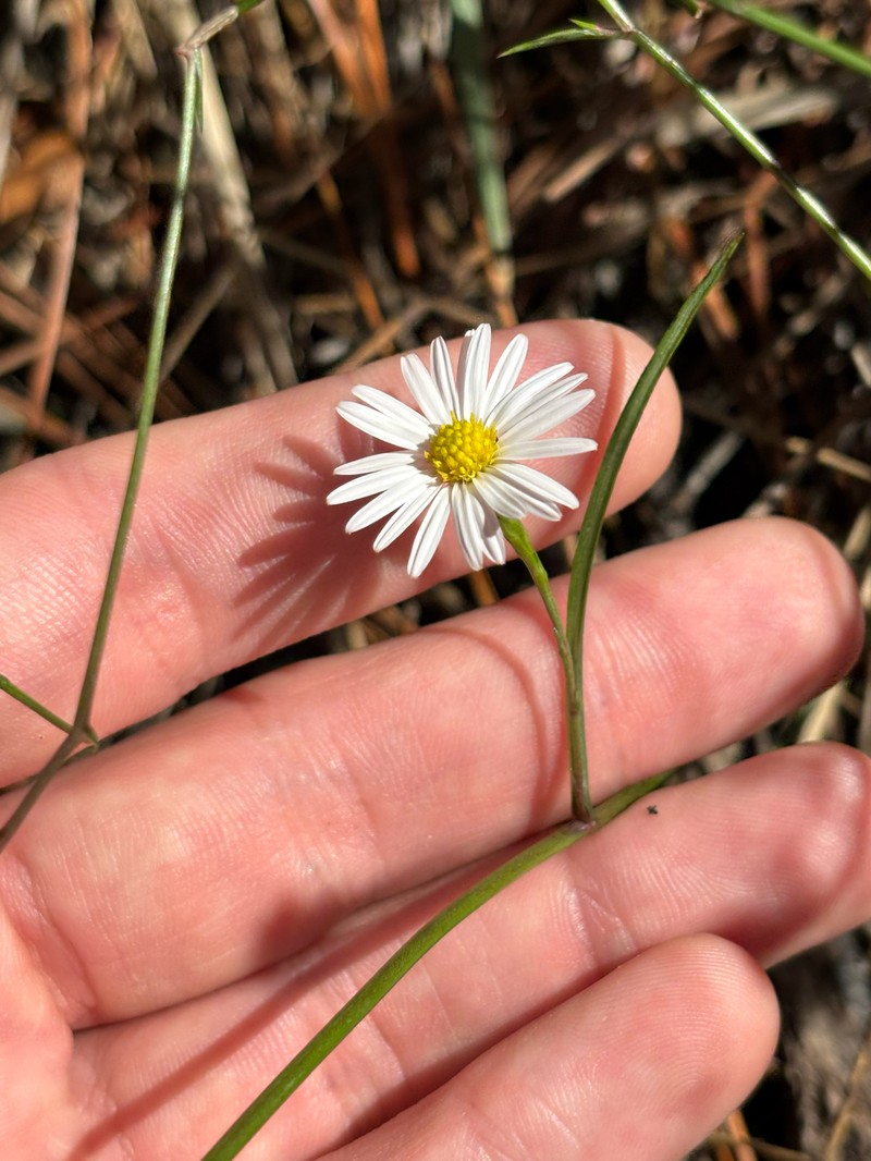 Brace's Aster photo 4