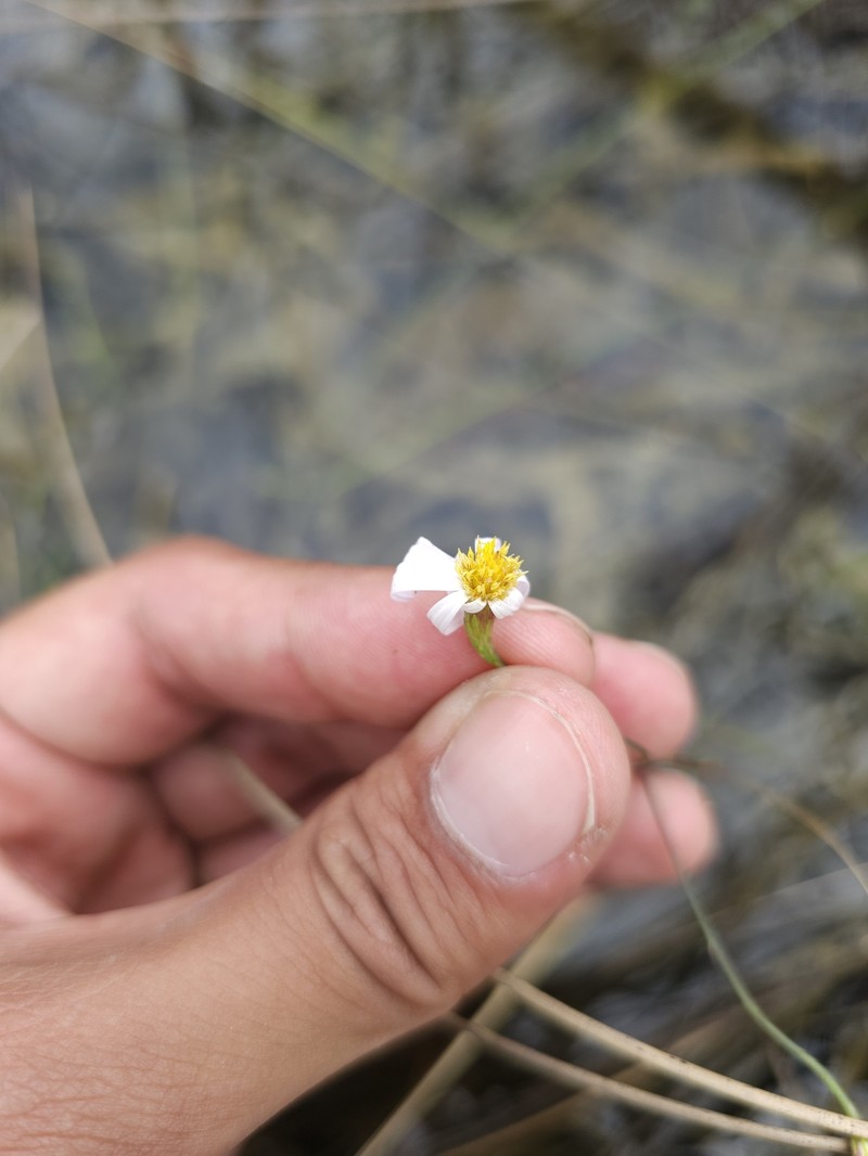 Brace's Aster photo 5