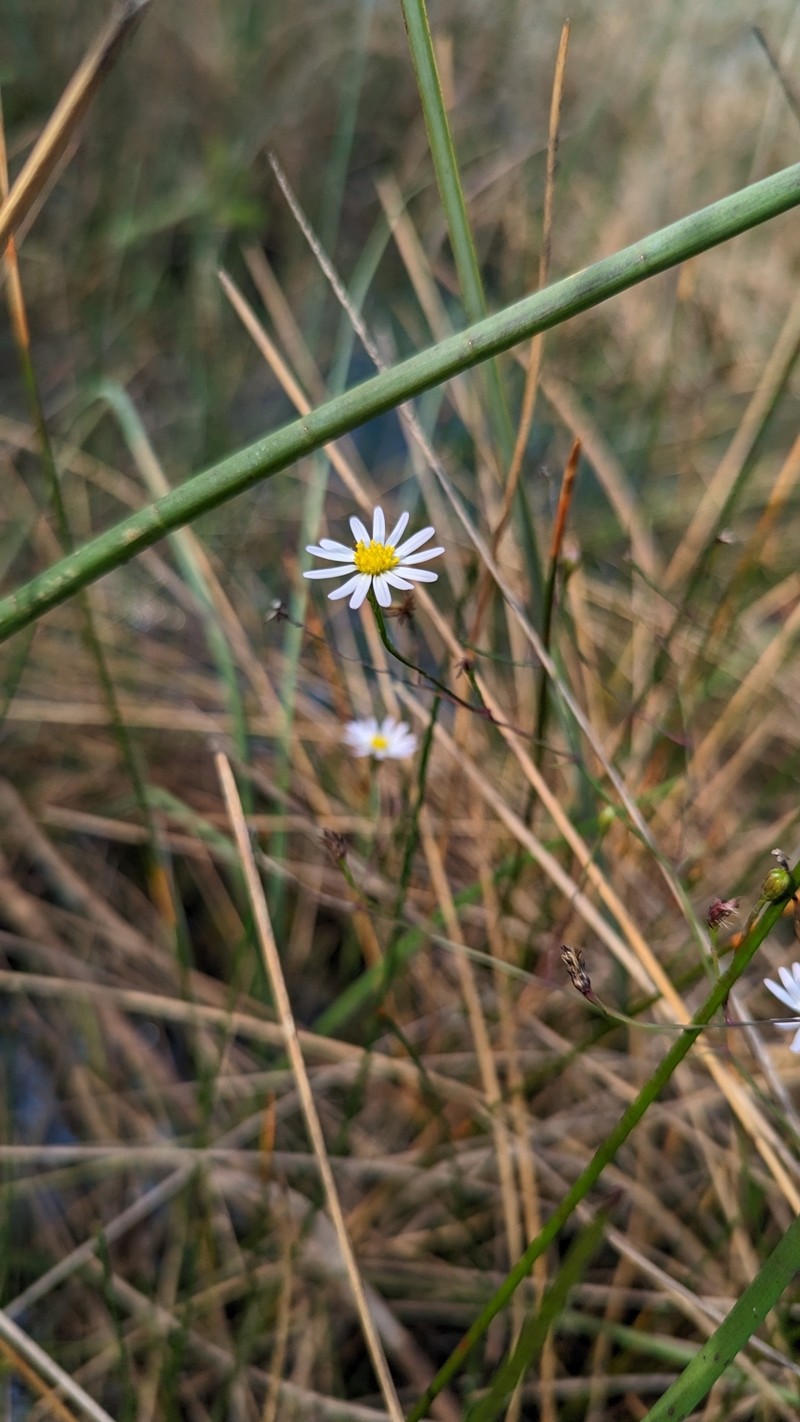 Brace's Aster photo 6