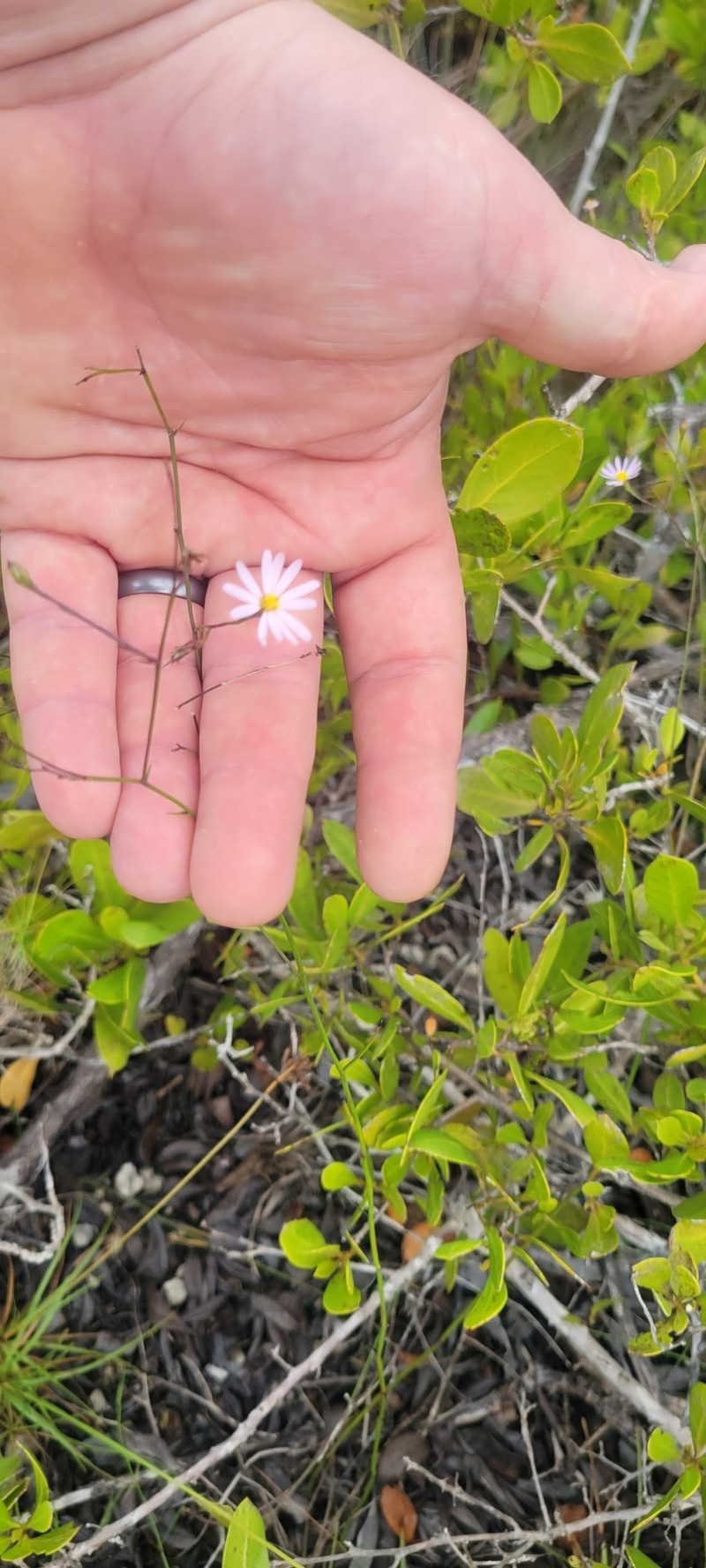 Brace's Aster photo 7