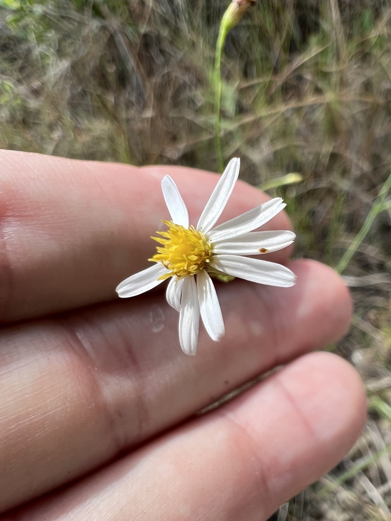 Brace's Aster photo 8