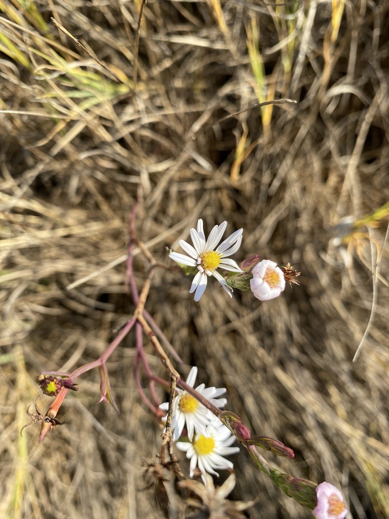 Symphyotrichum tenuifolium var. tenuifolium