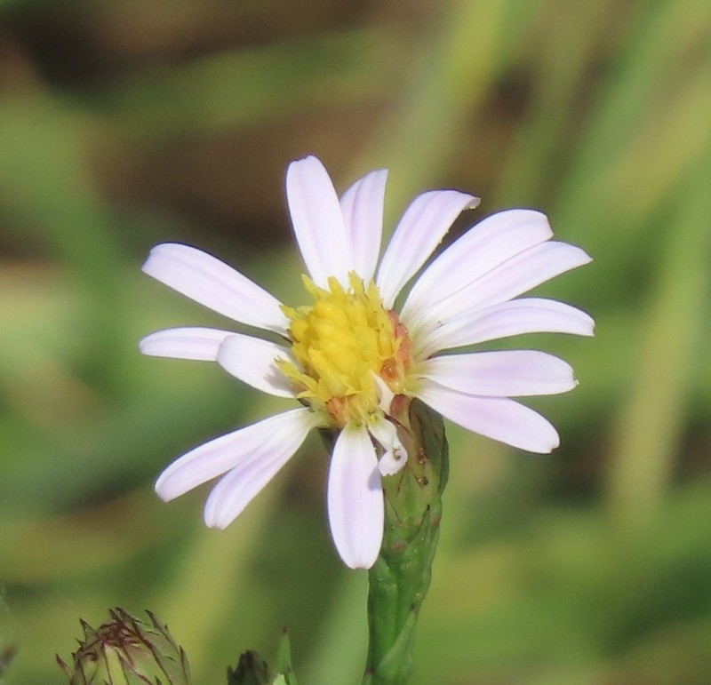 Symphyotrichum tenuifolium var. tenuifolium photo 2