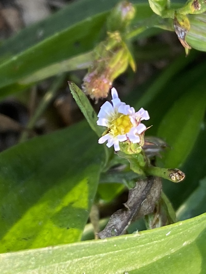 Symphyotrichum tenuifolium var. tenuifolium photo 3