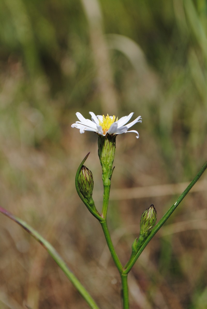 Symphyotrichum tenuifolium var. tenuifolium photo 4