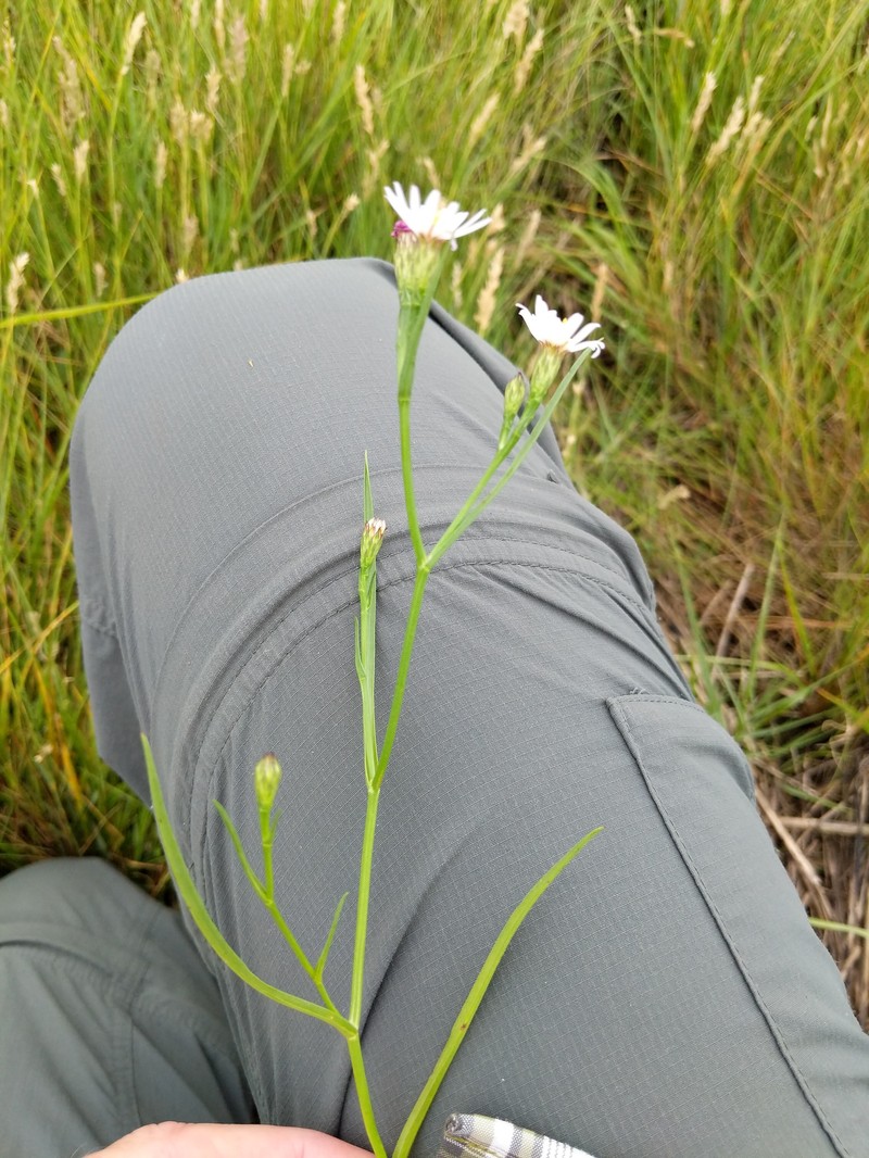 Symphyotrichum tenuifolium var. tenuifolium photo 5