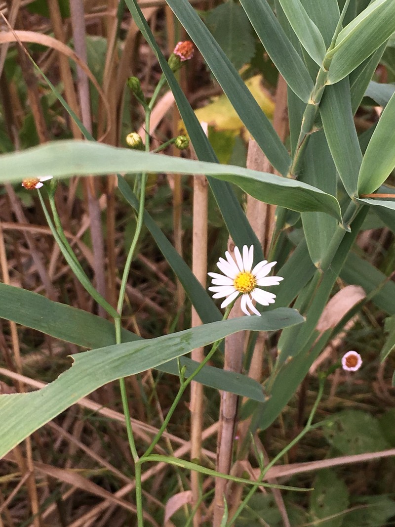 Symphyotrichum tenuifolium var. tenuifolium photo 6