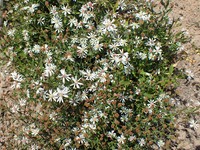 Symphyotrichum tradescanti