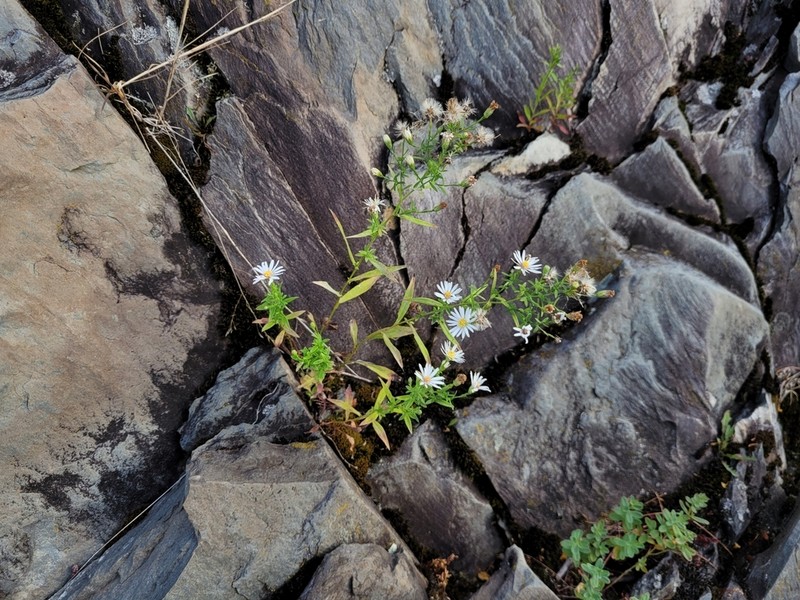 Symphyotrichum tradescanti photo 4
