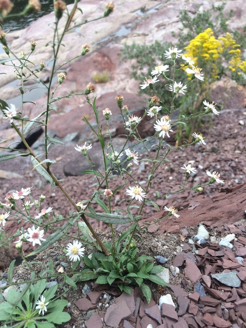 Symphyotrichum tradescanti photo 5