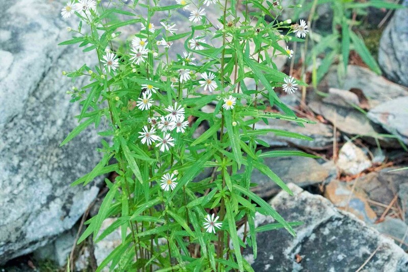 Symphyotrichum tradescanti photo 6