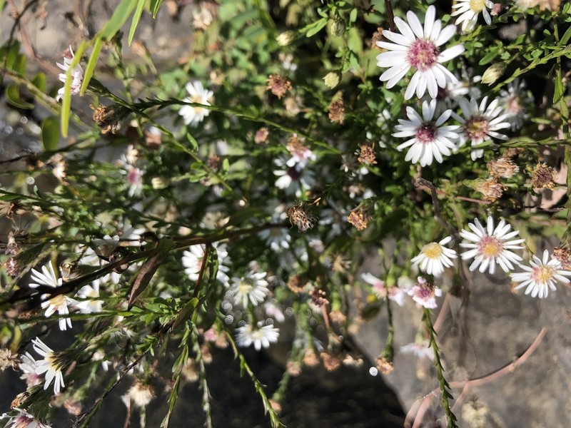 Symphyotrichum tradescanti photo 7