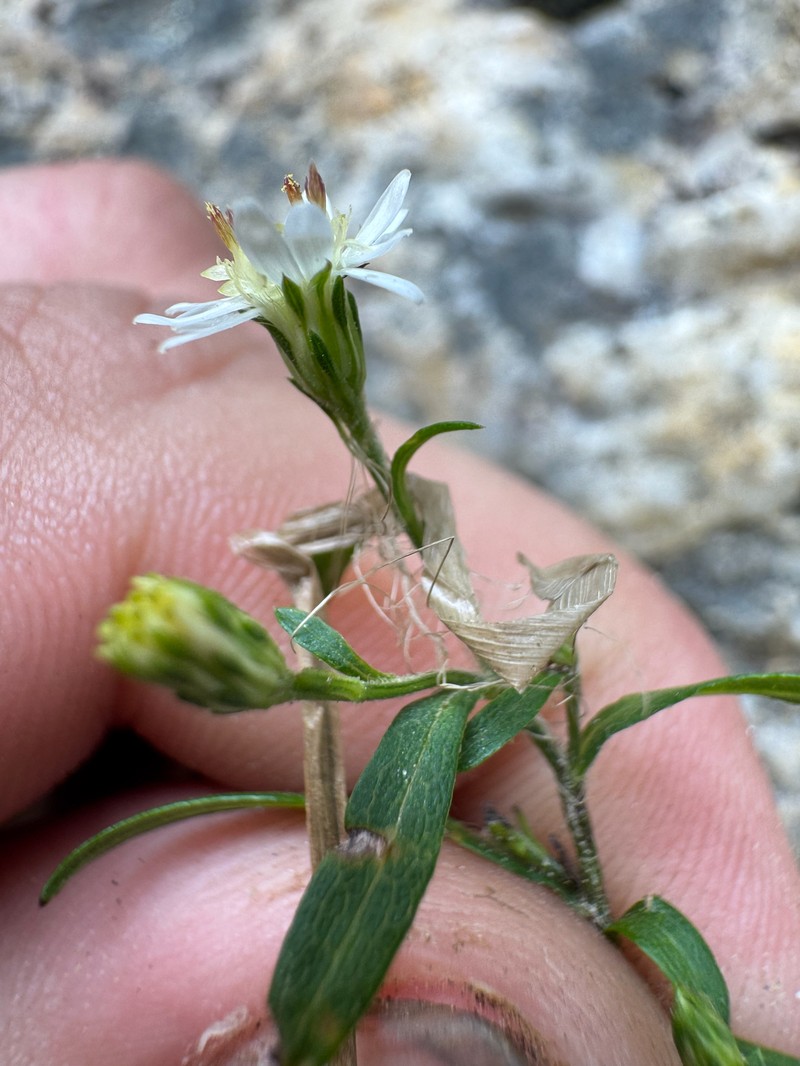 Shore Aster photo 5