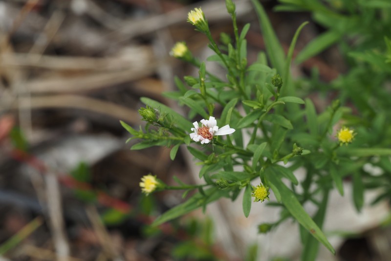 Shore Aster photo 6