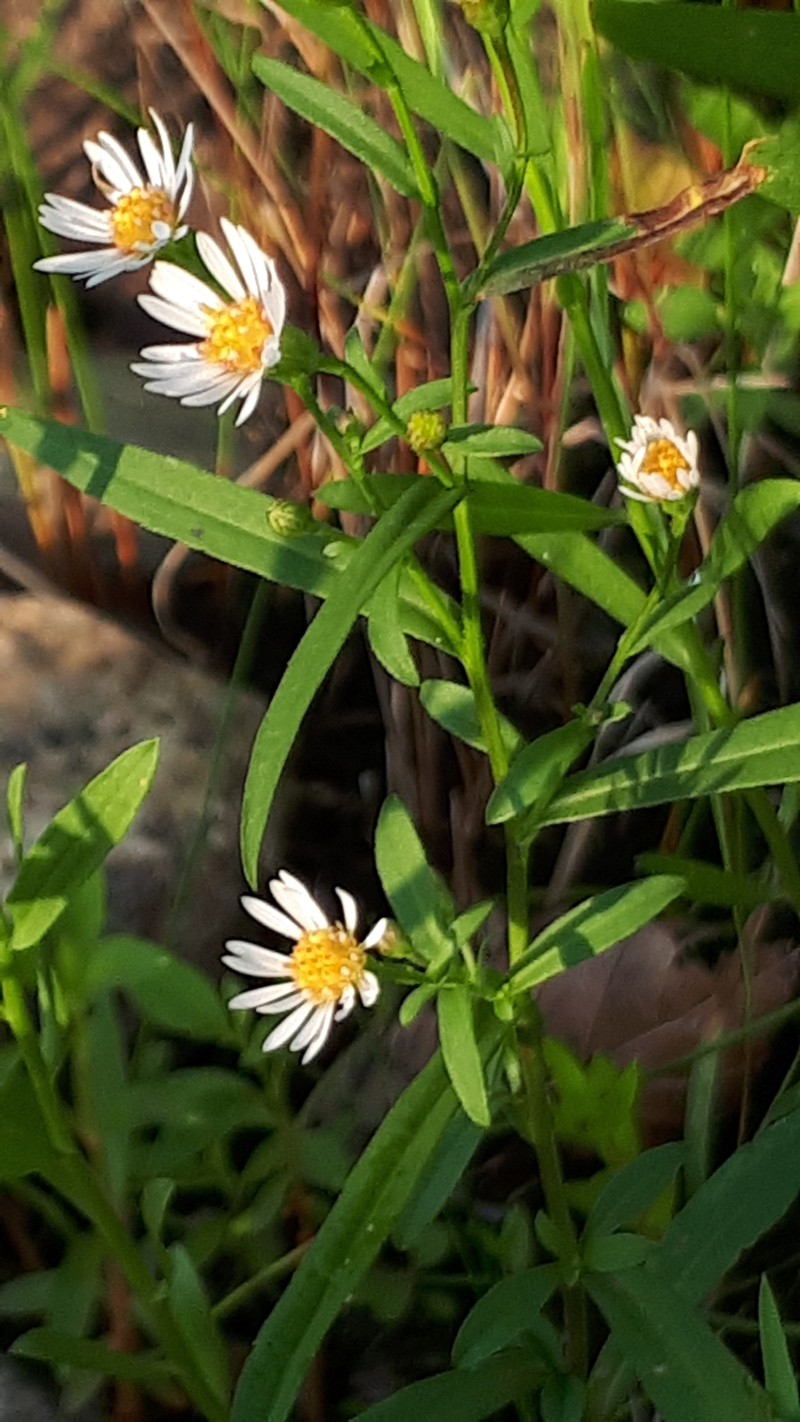 Shore Aster photo 7