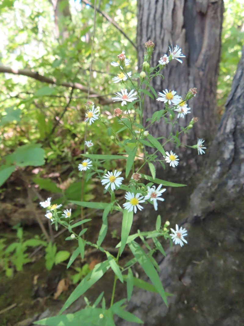 Shore Aster photo 8