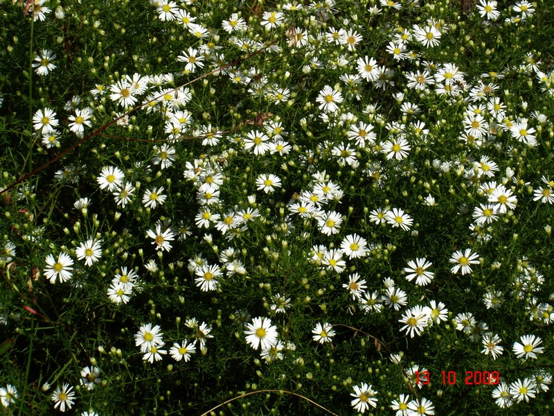 Shore Aster photo 4