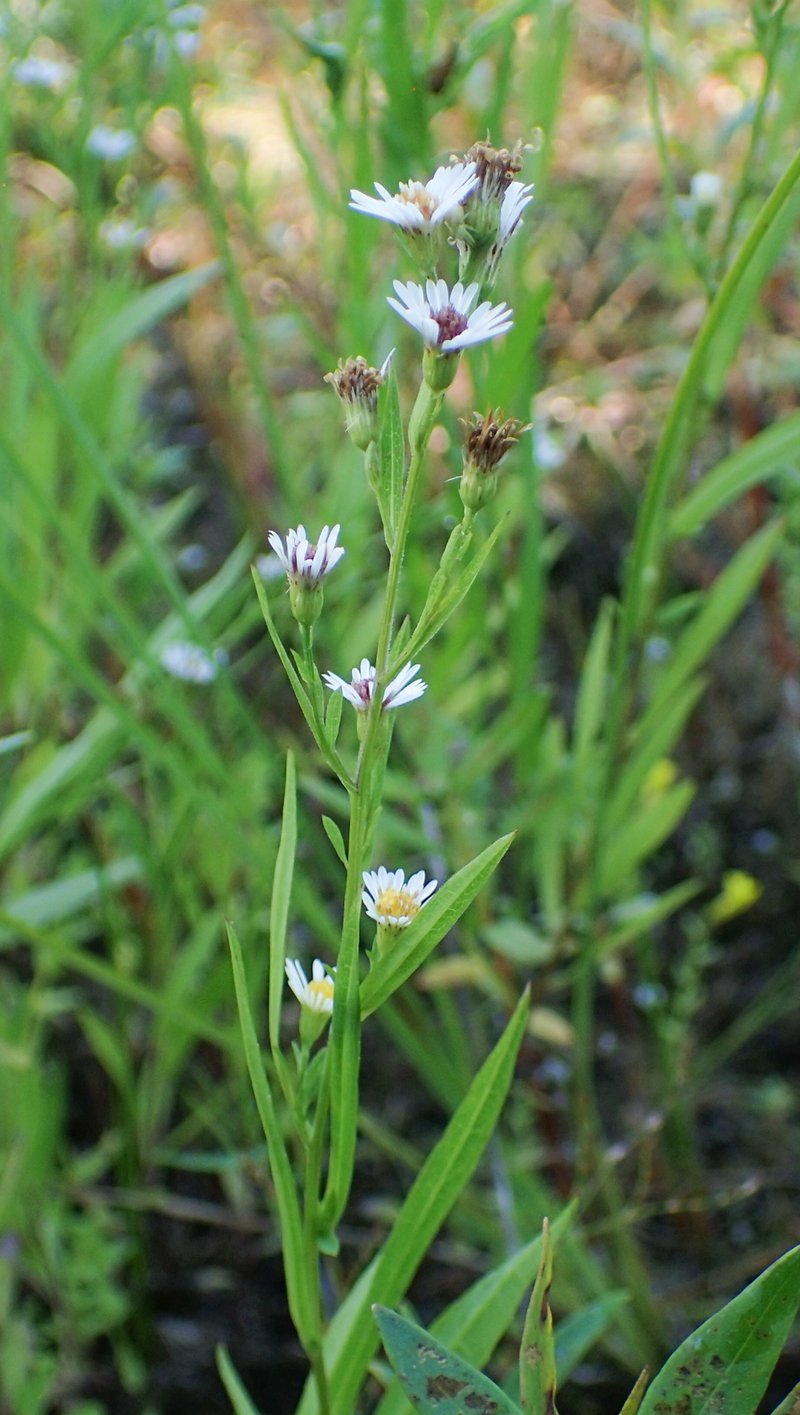 Shore Aster photo 5