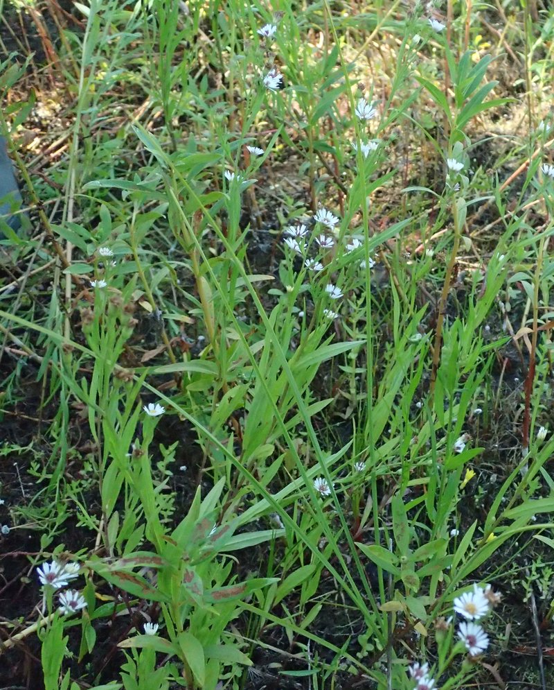 Shore Aster photo 6