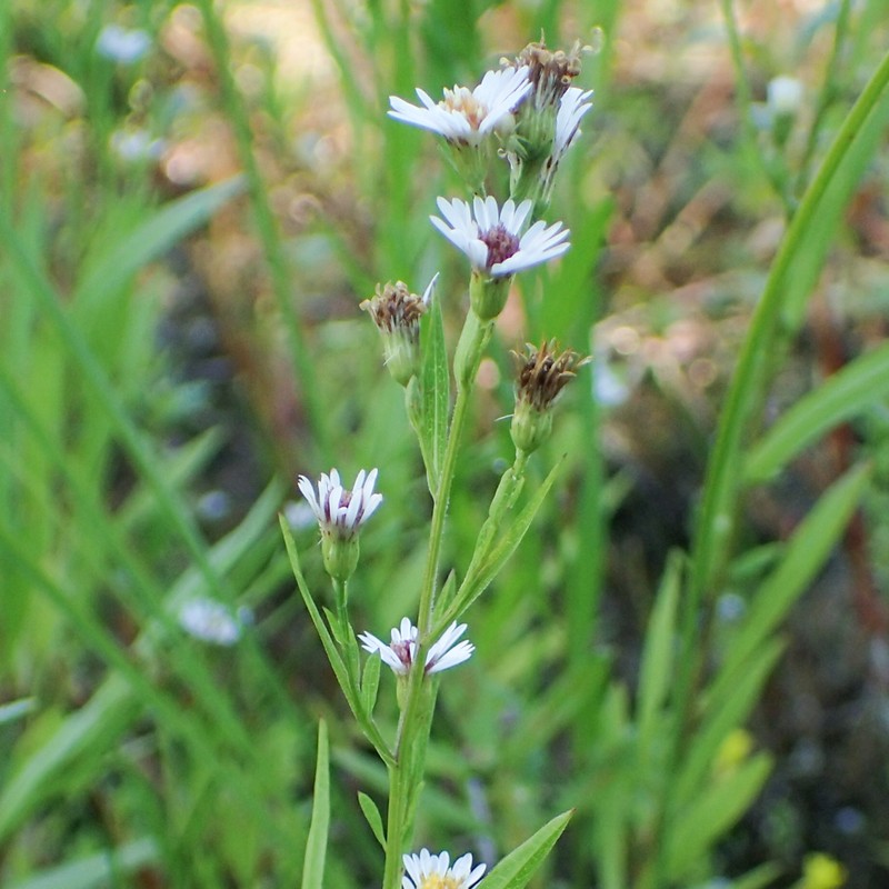 Shore Aster photo 2
