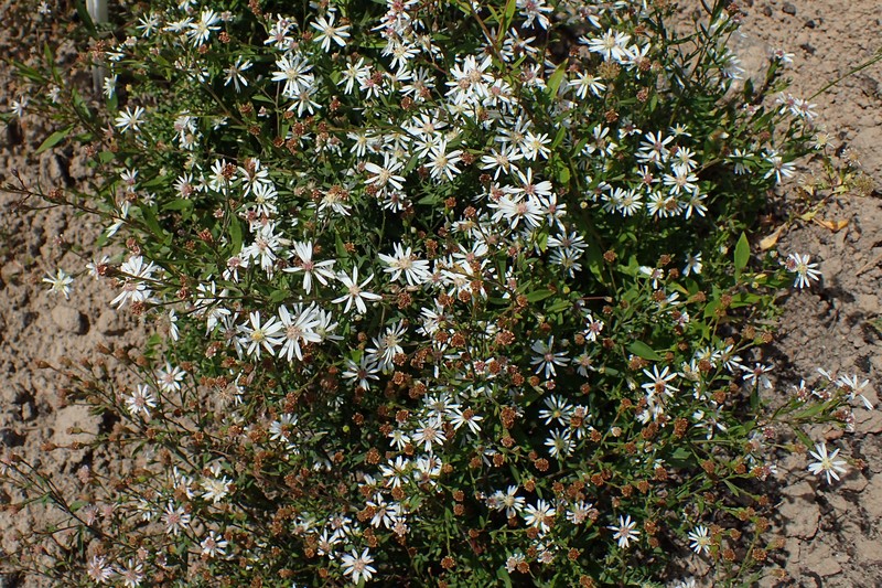 Shore Aster photo 3