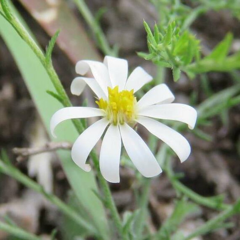Symphyotrichum trilineatum