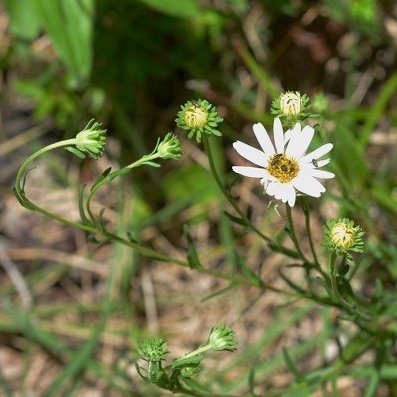 Symphyotrichum trilineatum photo 2