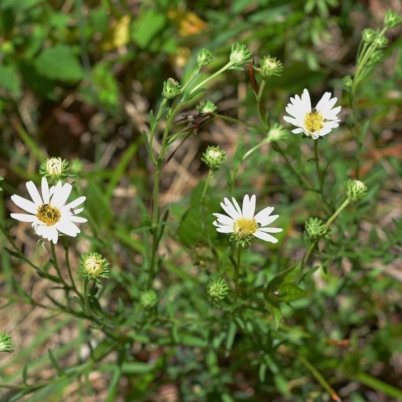 Symphyotrichum trilineatum photo 3