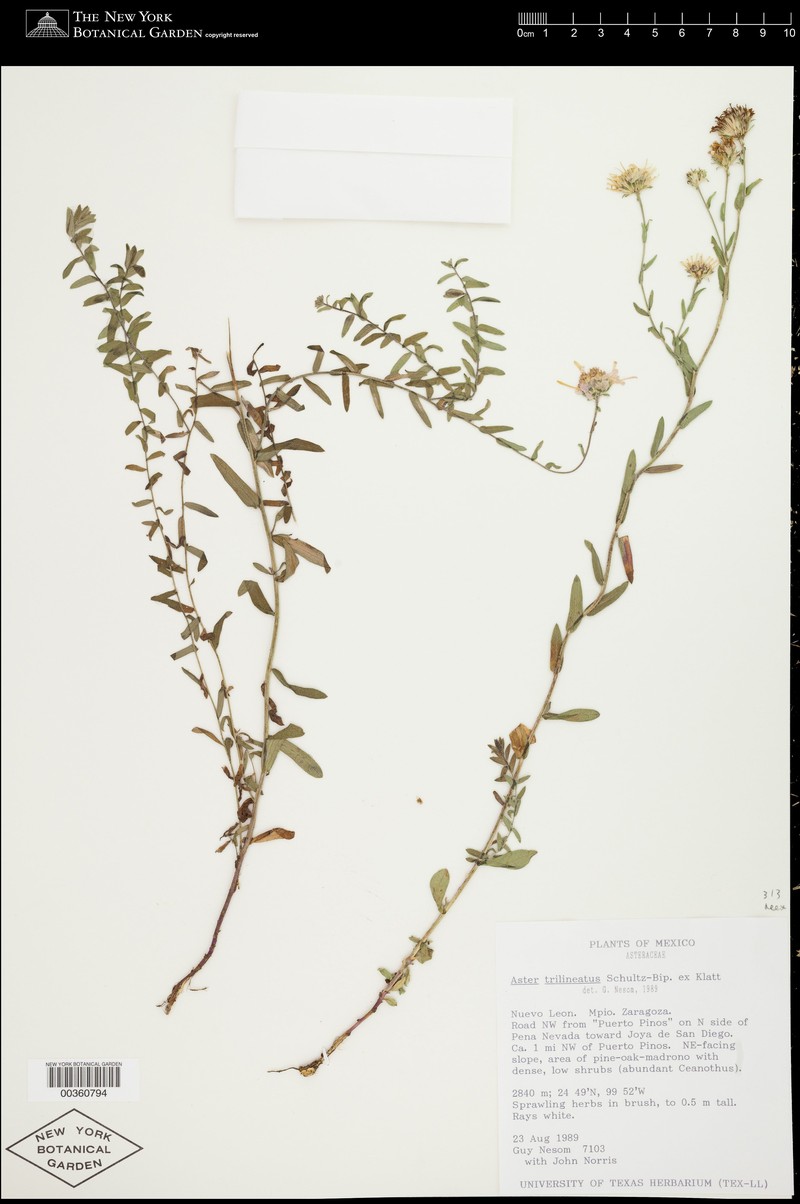 Symphyotrichum trilineatum photo 4